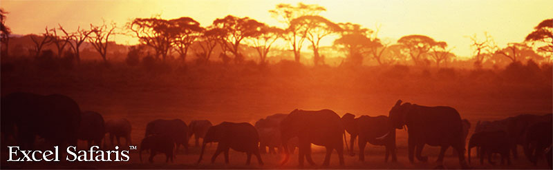 Elephants Amboseli Kenya